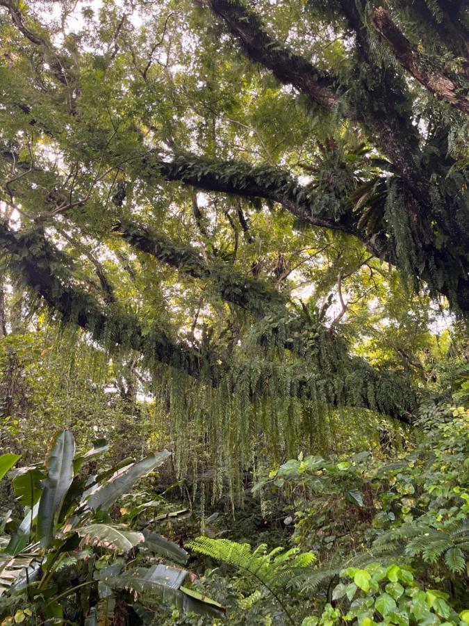 Naveria Heights Lodge Savusavu Eksteriør billede