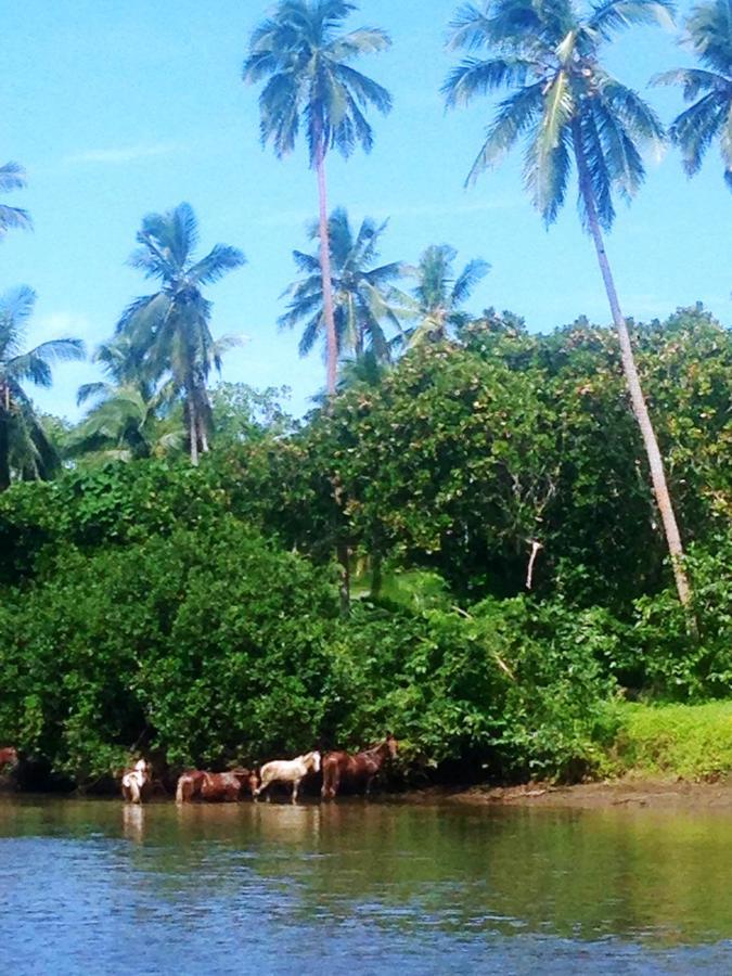 Naveria Heights Lodge Savusavu Eksteriør billede